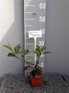 Photinia fraseri 'Red Robin'= 'Roodborstje' geen maat specificatie 0,55L/P9cm - afbeelding 2