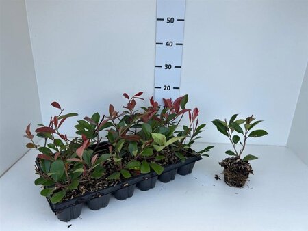 Photinia fraseri 'Red Robin'= 'Roodborstje' geen maat specificatie 0,55L/P9cm - afbeelding 3