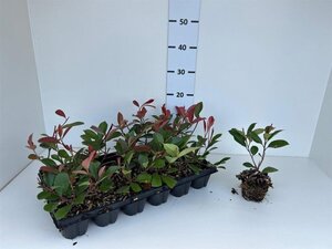 Photinia fraseri 'Red Robin'= 'Roodborstje' geen maat specificatie 0,55L/P9cm - afbeelding 3