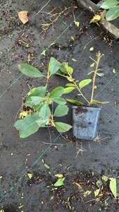 Photinia fraseri 'Red Robin'= 'Roodborstje' geen maat specificatie 0,55L/P9cm - afbeelding 2