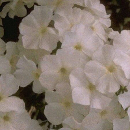 Phlox (P) 'Fujiyama' geen maat specificatie 0,55L/P9cm - afbeelding 2