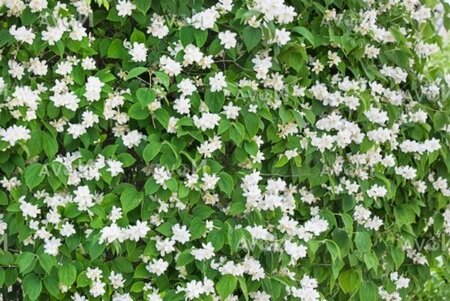 Philadelphus inodorus grandiflorus 60-100 cm container - afbeelding 1