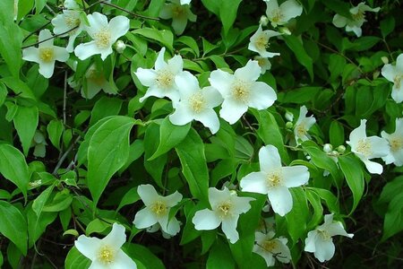 Philadelphus inodorus grandiflorus 60-100 cm container - afbeelding 2
