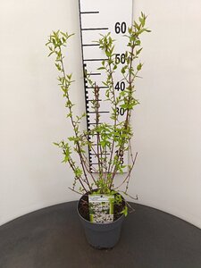 Philadelphus 'Lemoinei' 30-40 cm cont. 3,0L - afbeelding 1