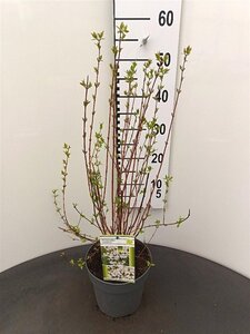 Philadelphus 'Lemoinei' 30-40 cm cont. 3,0L