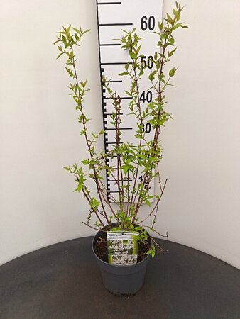 Philadelphus 'Lemoinei' 30-40 cm cont. 3,0L - afbeelding 2