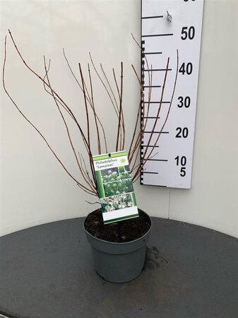 Philadelphus 'Lemoinei' 30-40 cm cont. 3,0L - afbeelding 2