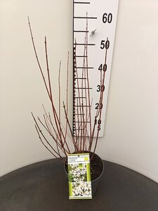 Philadelphus 'Lemoinei' 30-40 cm cont. 3,0L