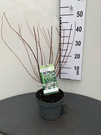 Philadelphus 'Lemoinei' 30-40 cm cont. 3,0L - afbeelding 1