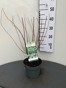 Philadelphus 'Lemoinei' 30-40 cm cont. 3,0L