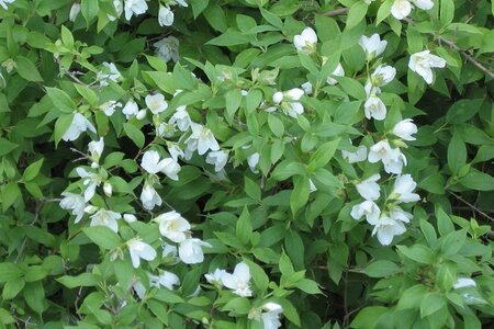 Philadelphus 'Lemoinei' 50-80 cm wortelgoed struik - afbeelding 1