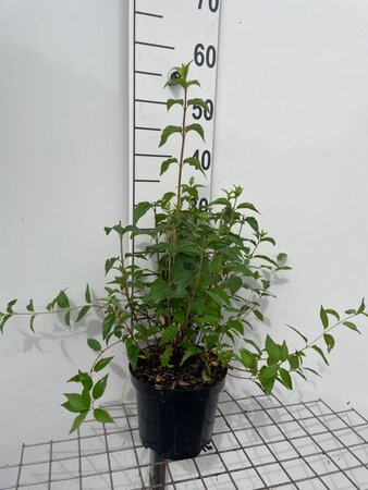 Philadelphus 'Lemoinei' geen maat specificatie cont. 3,0L - afbeelding 2