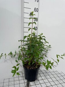 Philadelphus 'Lemoinei' geen maat specificatie cont. 3,0L - afbeelding 2