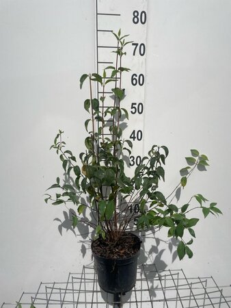 Philadelphus 'Lemoinei' geen maat specificatie cont. 3,0L - afbeelding 1