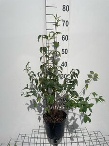 Philadelphus 'Lemoinei' geen maat specificatie cont. 3,0L