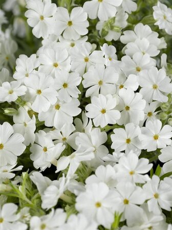 Phlox (S) 'Maischnee' geen maat specificatie 0,55L/P9cm - afbeelding 1