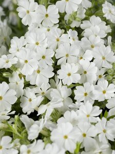 Phlox (S) 'Maischnee' geen maat specificatie 0,55L/P9cm - afbeelding 1