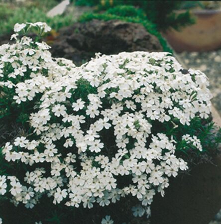 Phlox (S) 'Maischnee' geen maat specificatie 0,55L/P9cm - afbeelding 2