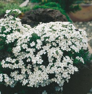 Phlox (S) 'Maischnee' geen maat specificatie 0,55L/P9cm - afbeelding 2