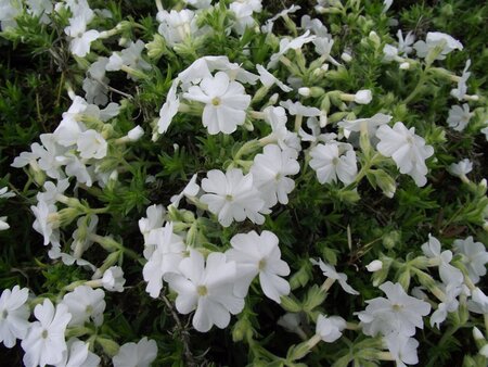 Phlox (S) 'Maischnee' geen maat specificatie 0,55L/P9cm - afbeelding 3