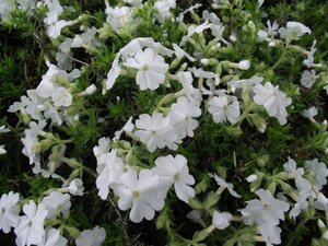 Phlox (S) 'Maischnee' geen maat specificatie 0,55L/P9cm - afbeelding 3