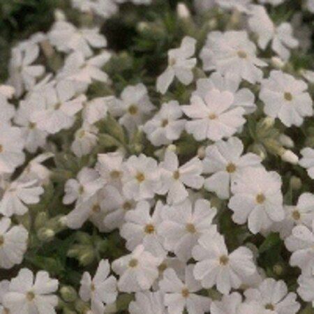Phlox (S) 'Maischnee' geen maat specificatie 0,55L/P9cm - afbeelding 4