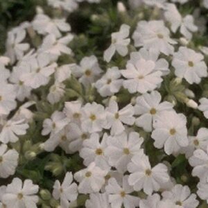 Phlox (S) 'Maischnee' geen maat specificatie 0,55L/P9cm - afbeelding 4