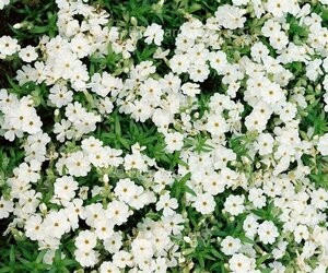 Phlox (S) 'Maischnee' geen maat specificatie 0,55L/P9cm
