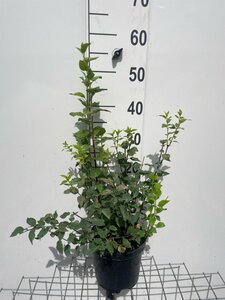 Philadelphus 'Manteau d'Hermine' geen maat specificatie cont. 3,0L
