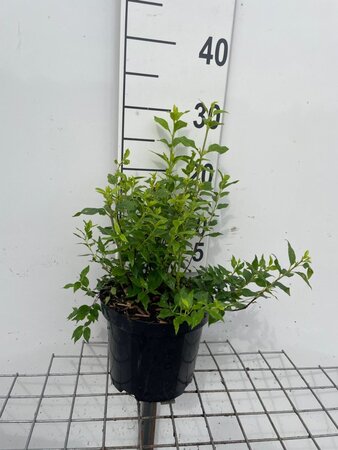 Philadelphus 'Manteau d'Hermine' geen maat specificatie cont. 3,0L - afbeelding 2