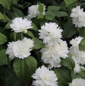 Philadelphus 'Minnesota Snowflake' 40-50 cm cont. 3,0L