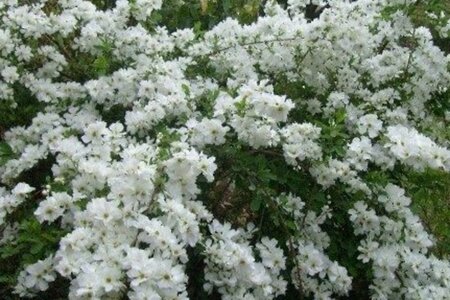 Philadelphus 'Minnesota Snowflake' 60-100 cm container - afbeelding 3