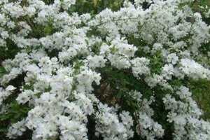 Philadelphus 'Minnesota Snowflake' 60-100 cm wortelgoed struik - afbeelding 3