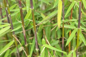 Phyllostachys nigra 'Boryana' geen maat specificatie container