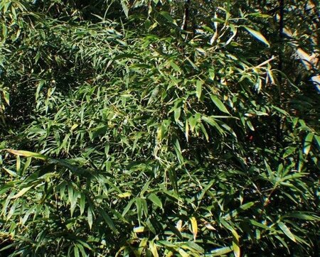 Phyllostachys nigra 175-200 cm cont. 18L - afbeelding 1