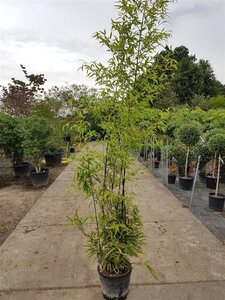 Phyllostachys nigra 200-250 cm cont. 18L - afbeelding 2