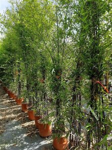 Phyllostachys nigra 200-250 cm cont. 18L
