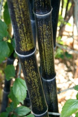 Phyllostachys nigra 250-300 cm cont. 30L - afbeelding 2