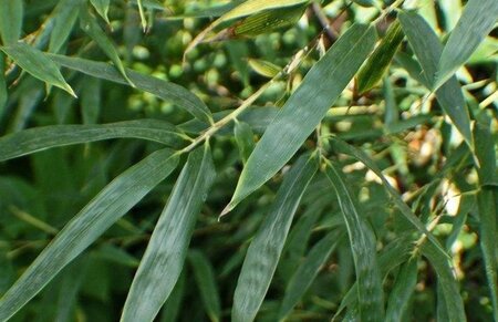 Phyllostachys nigra 250-300 cm cont. 30L - afbeelding 3
