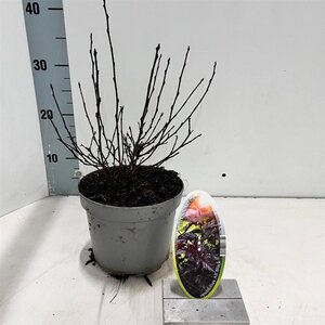 Physocarpus opulif. All Black 25-30 cm cont. 2,0L