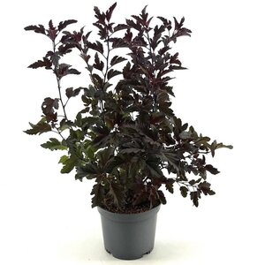 Physocarpus opulif. All Black 30-40 cm cont. 3,0L