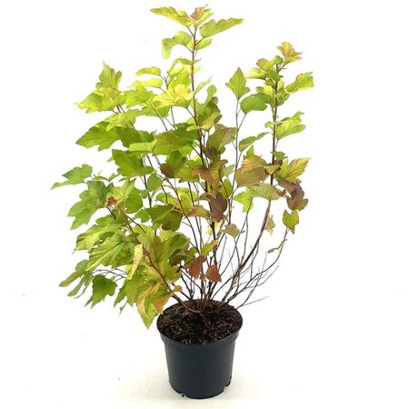 Physocarpus opulif. 'Dart's Gold' 30-40 cm cont. 3,0L