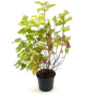 Physocarpus opulif. 'Dart's Gold' 30-40 cm cont. 3,0L