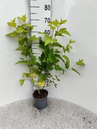 Physocarpus opulif. 'Dart's Gold' 40-60 cm cont. 2,0L