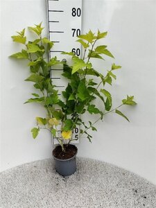 Physocarpus opulif. 'Dart's Gold' 40-60 cm cont. 2,0L