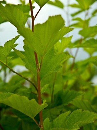 Physocarpus opulif. 'Dart's Gold' 60-80 cm cont. 3,0L - afbeelding 1