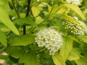 Physocarpus opulif. 'Dart's Gold' 60-80 cm cont. 3,0L - afbeelding 2