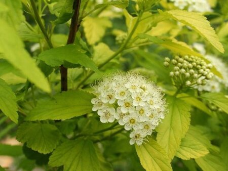 Physocarpus opulif. 'Dart's Gold' 80-100 cm cont. 10L - afbeelding 5