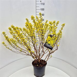 Physocarpus opulif. 'Dart's Gold' 80-100 cm cont. 10L - afbeelding 3