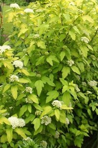Physocarpus opulif. 'Dart's Gold' 80-100 cm cont. 10L - image 3